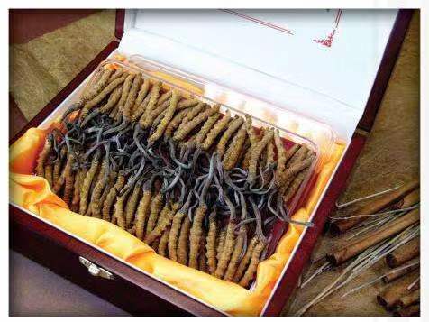 高淳冬虫夏草回收